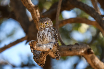 Pearl-Spotted Owlet perched in a tree looking down, Botswana, Africa
