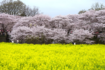 The cherry blossom in Satte Gongendou was in full bloom located in Washinomiya, Saitama pref in Japan.