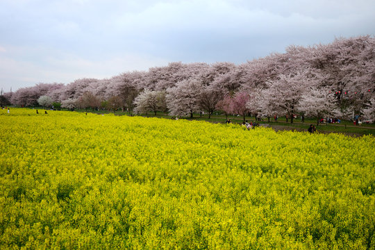 The cherry blossom in Satte Gongendou was in full bloom located in Washinomiya, Saitama pref in Japan.