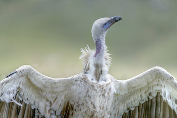 CAPE VULTURE (Gyps coprotheres)  Showing sub adult plumage. Southern Drakensberg, kwazulu Natal, 