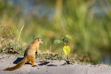 Tree squirrel standing up on hind feet contemplating a leaf, Botswana, Africa
