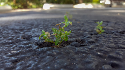 Symbolic life conquering death: green plant growing through black asphalt