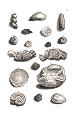 Illustration of shells.