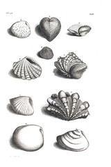 Illustration of shells.