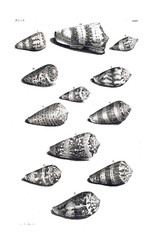 Illustration of shells.