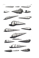 Illustration of shells.