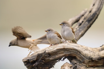 GREY HEADED SPARROW (Passer griseus) Fledglings new out the nest 