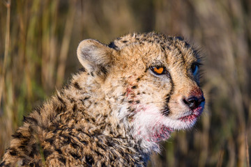 Close up portrait of a cheetah with blood on its face from a finished meal, Okavango Delta, Botswana, Africa
