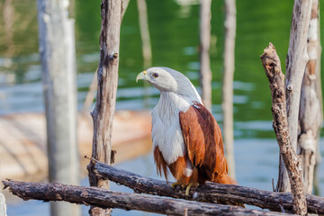 hawk on the wooden pier looking for food