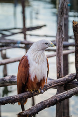 hawk on the wooden pier looking for food