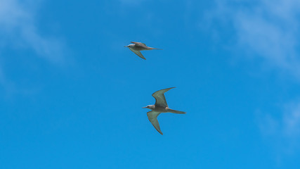 Two beautiful birds flying together in blue sky, Black Noddy, French Polynesia 
