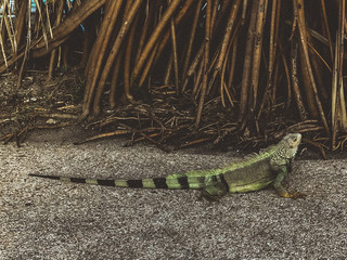 green iguana on the street