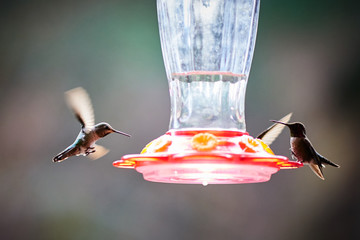 Hummingbirds © Hongmin