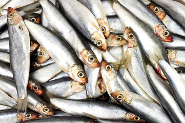 Fresh raw European fish sprats seafood background