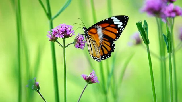 4K Thai beautiful butterfly on meadow flowers nature outdoor