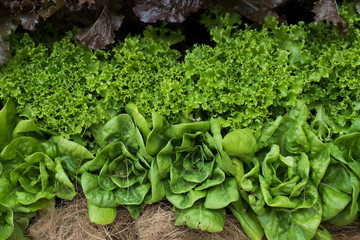 lettuce plant growing in vegetable garden. soil cultivation. Agricultural industry.