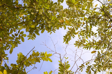 Looking up to the blue sky and cloud with the green leaves branch on it / Bright, Clear, and clean environment - 186362009