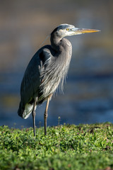 great blue heron