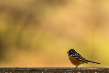 spotted towhee bird