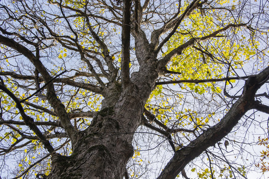 A view of the platan crown with parts of folded leaves in autumn sunlight.