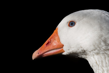 Goose head isolated on black