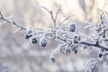 Wild plums covered with frost - Prunus spinosa