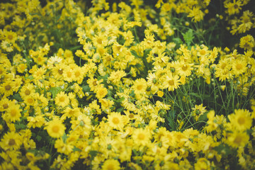 yellow chrysanthemum. blooming flower in garden. flora field