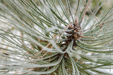 Naklejka na ściany i meble Snow Covered Pine Tree Branches Close Up