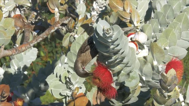a red wattlebird feeds on a eucalyptus macrocarpa, or mottlecah, a mallee eucalyptus noted for its large, spectacular flowers