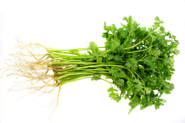 Fresh coriander isolated