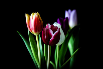 Fototapeta premium - a row of tulips -