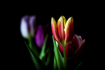 Fototapeta premium - a row of tulips II -