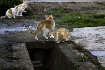 Abandoned street cats