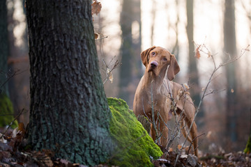 Hungarian hound vizsla dog in forrest