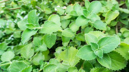Indian borage are medicinal plants are beneficial to the body.