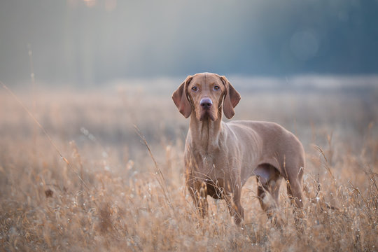 Hungarian hound vizsla dog in field