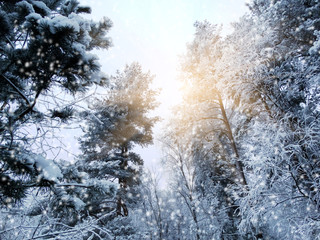 winter landscape forest in snow frost with sunny light beams