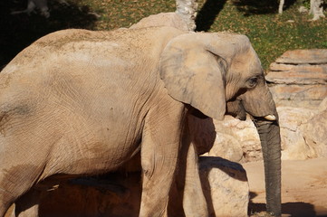 Naklejka premium Elefante en el bioparc de valencia