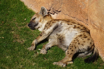 Naklejka premium Hiena descansando al sol en bioparc Valencia