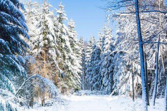 Verschneiter Wald