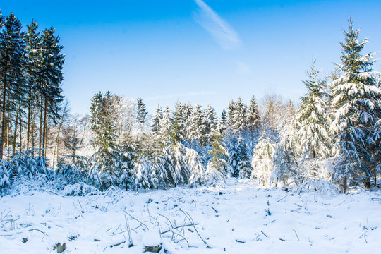 Winterlicher Wald