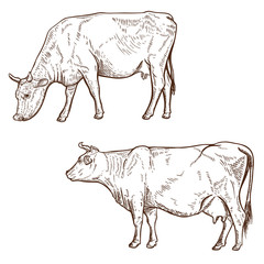 Set of hand drawn cow illustration isolated on white background. Design element for poster, emblem, logo, sign.