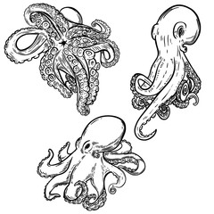 Set of octopus illustration isolated on white background. Design element for menu, poster, emblem, flyer.