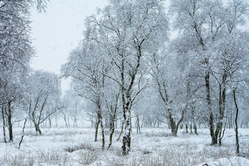 Snow trees