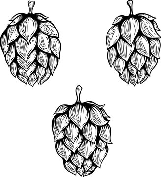 Set of hand drawn beer hop illustrations. Design element for logo, label, emblem, sign.