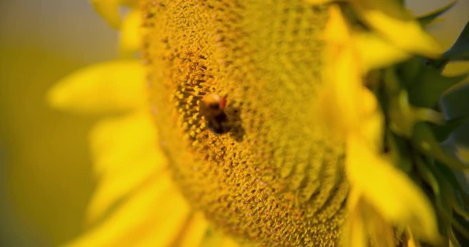Bee pollinating sunflowers seed head full 4k extreme close-up nature video background. Flying bee collecting pollen. Yellow flower plant insects pollination