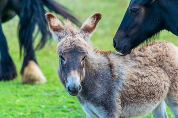 Fototapeta premium Anon.