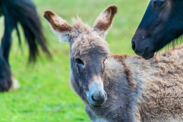 Fototapeta premium Ânon.