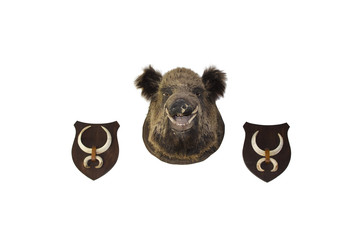 Trophy of wild boar and tusks