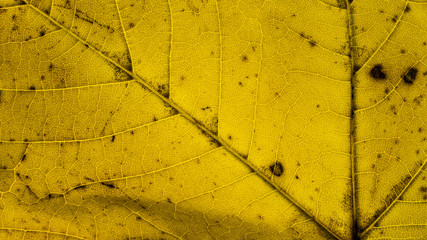 Autumn color explosion